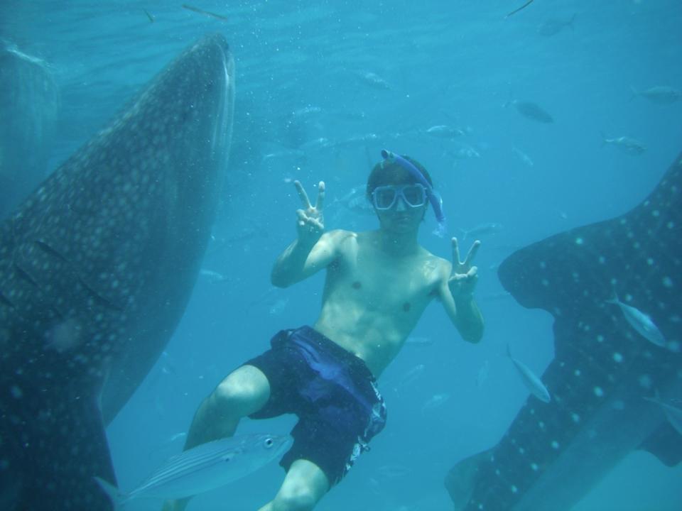 セブ島でジンベイザメと一緒に泳ぐ