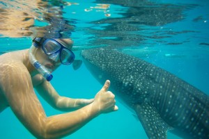 オスロブは天然のジンベイザメと一緒に泳げる人気の観光地！混むので早朝に行くべし！