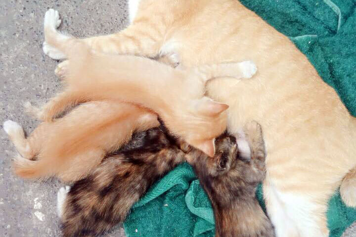 マニラ留学のEBで親猫の乳を吸う子猫