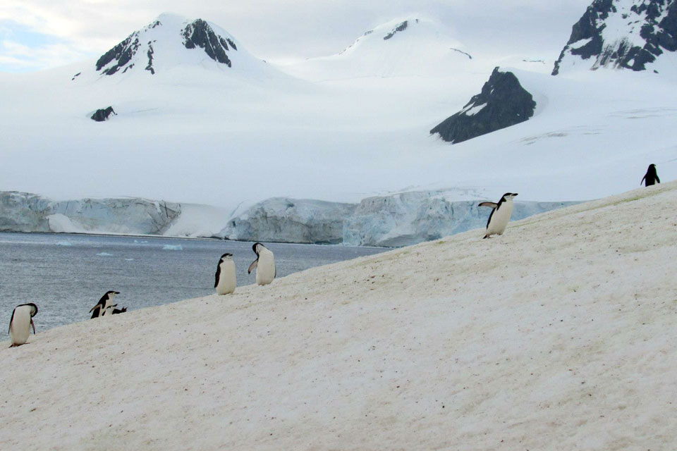 世界一周で南極旅行