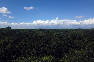 フィリピンの語学学校CNE1の屋上から見た景色。一面がマンゴー畑