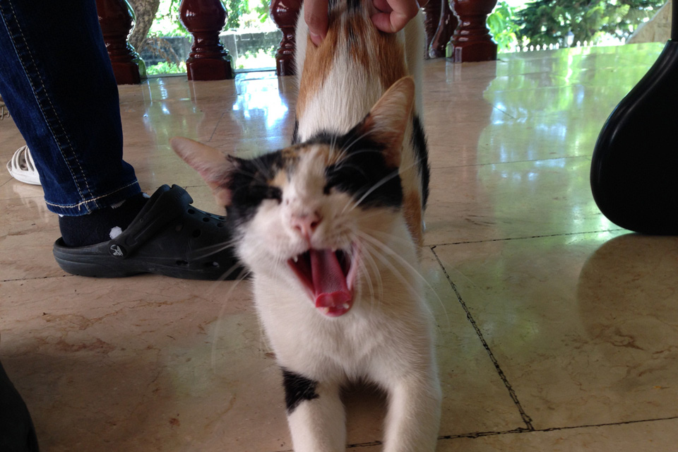 フィリピン留学は学校にいる猫に癒される