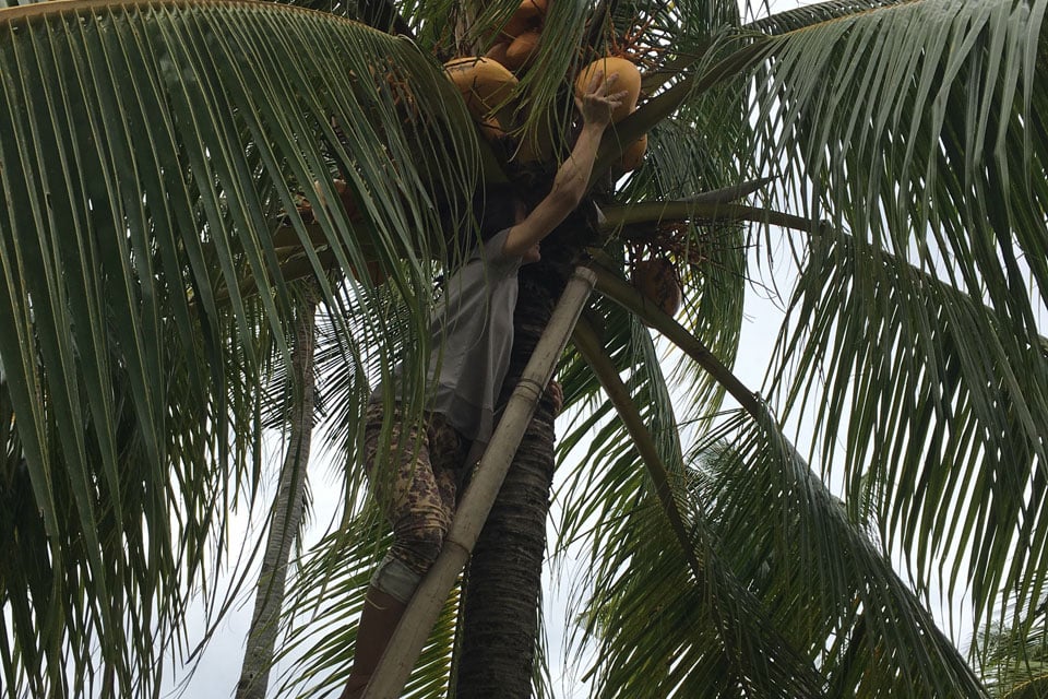 木に登ってココナツの実を取る