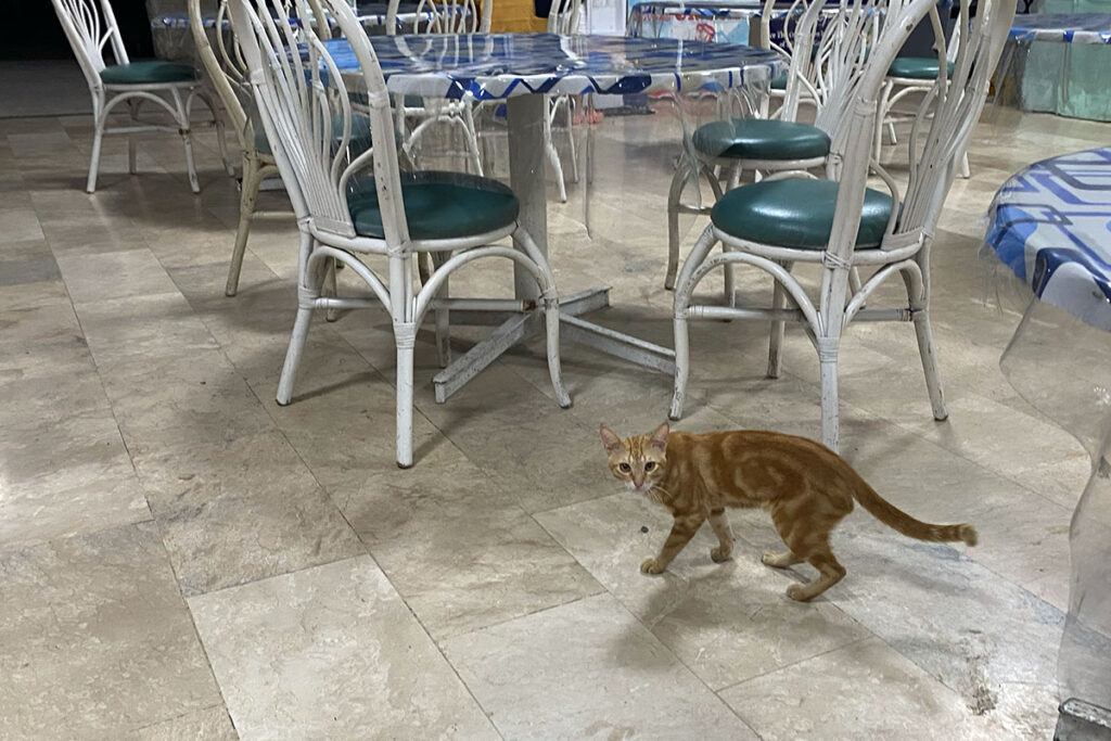 学校の食堂にいる猫