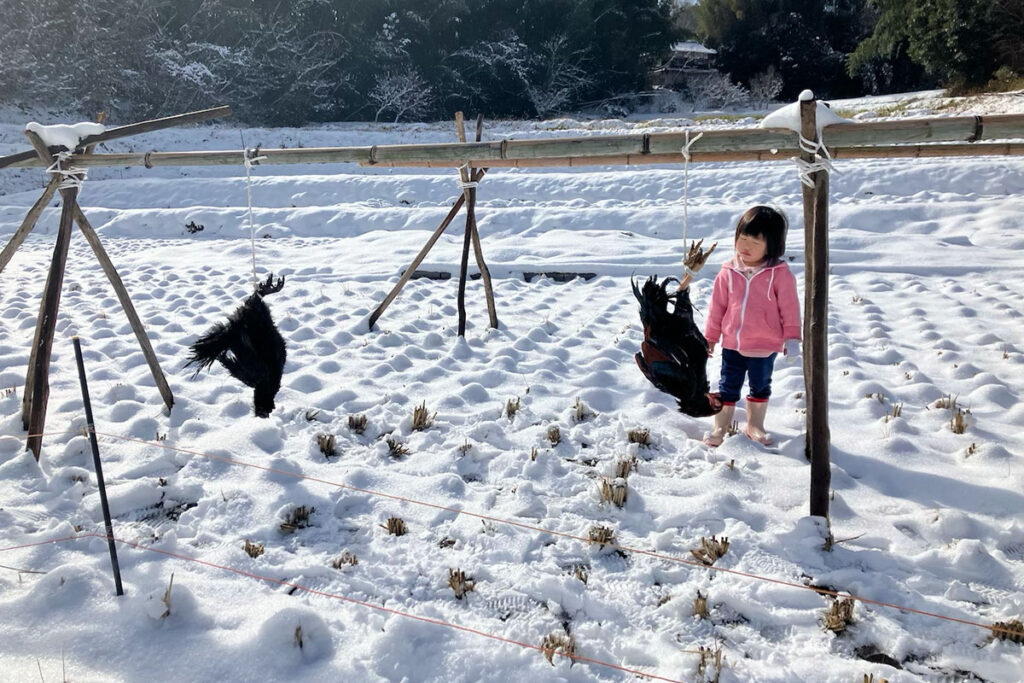 広島の畑、娘さんと烏骨鶏を絞めている
