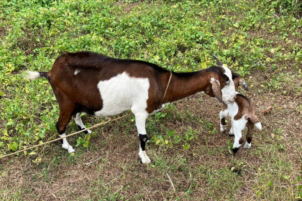 フィリピンの田舎ドゥマゲテのヤギ