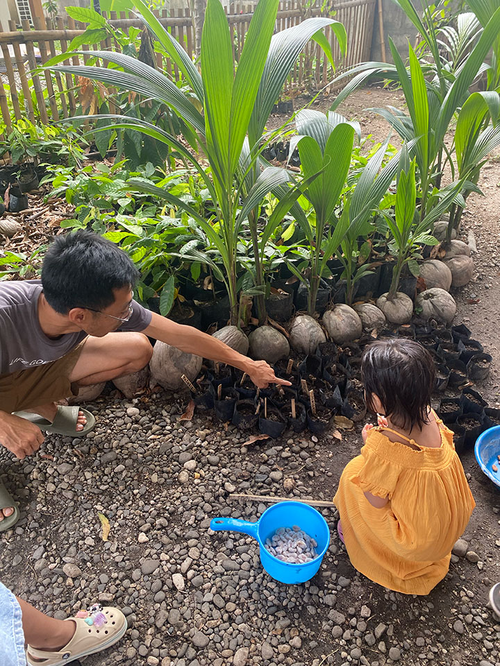 カカオの種を植える