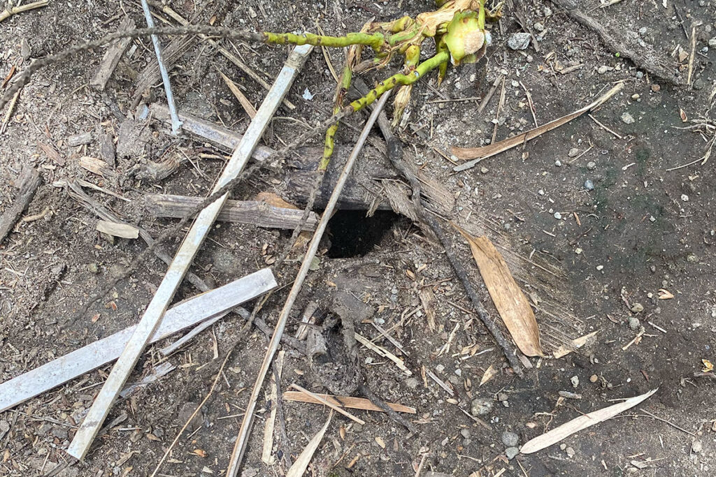カニの穴