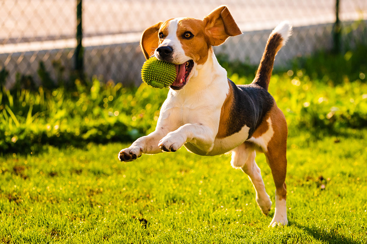 ペットと一緒に海外移住した体験談！愛犬と一緒にセブに住んでます。