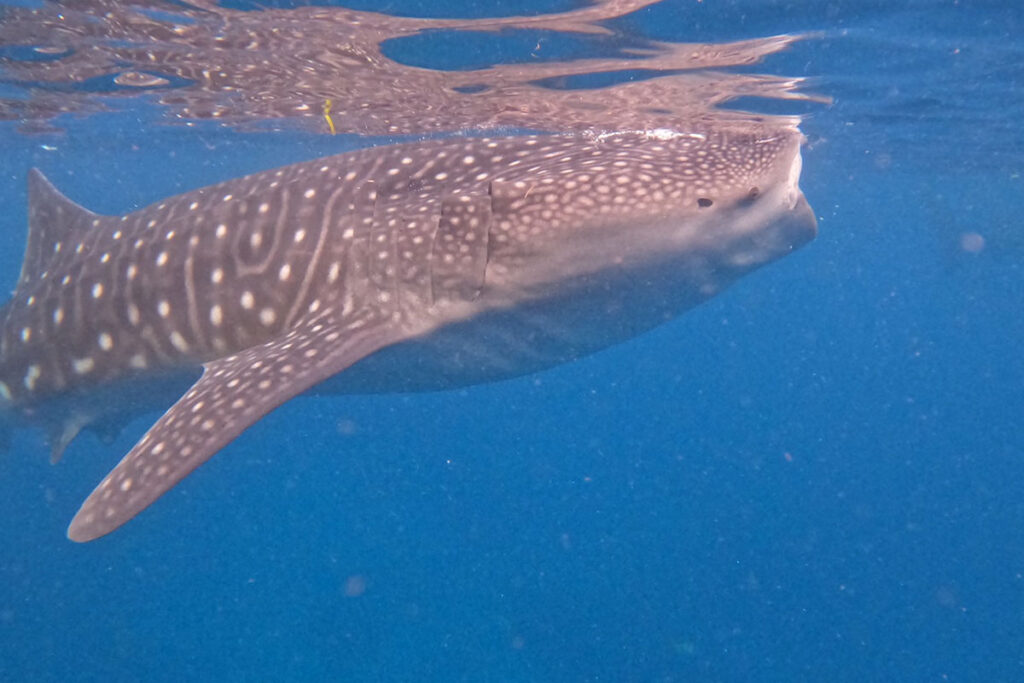 セブセレクトツアーでオスロブ